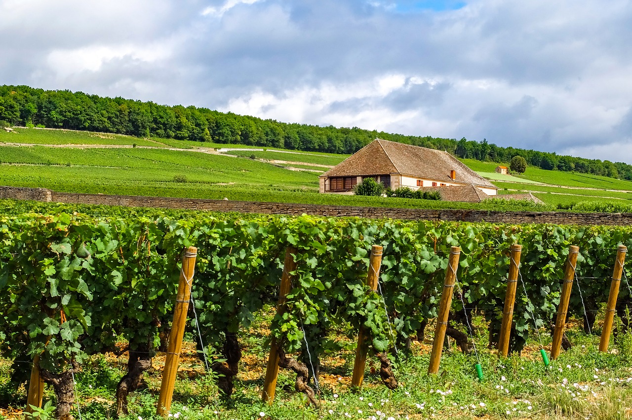 Randonnée gourmande en Bourgogne : marcher et pédaler dans le vignoble