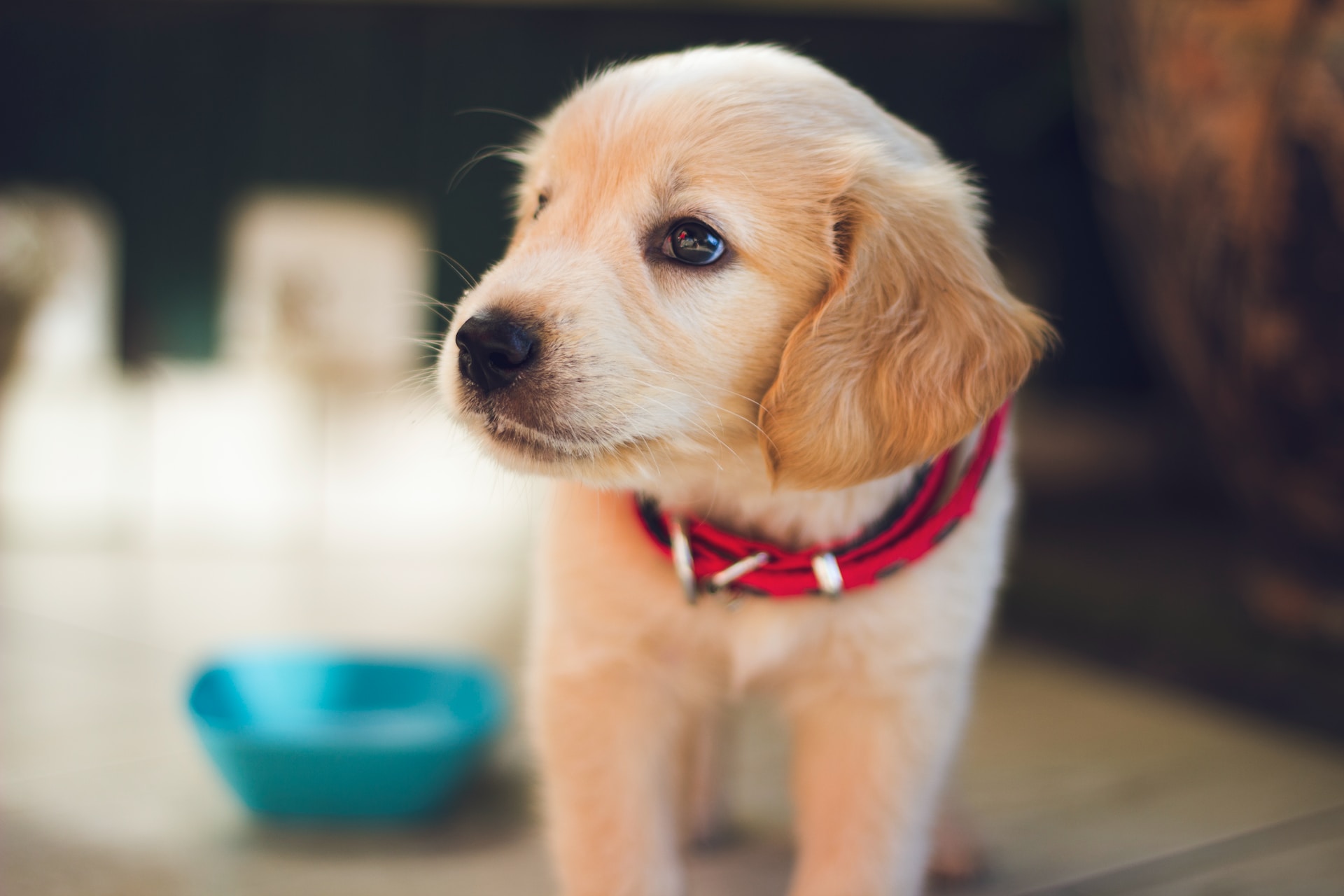 Patous en montagne : comment se comporter face aux chiens de protection