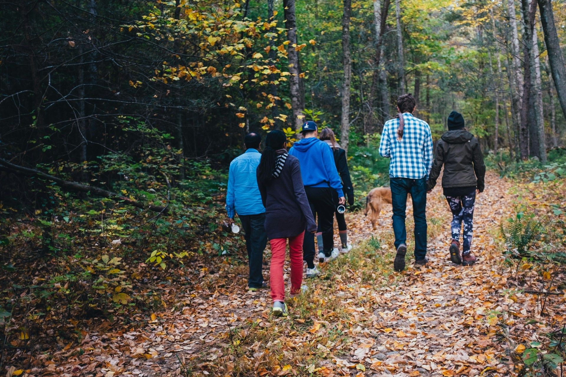 Activités en forêt en France : balades nature, cueillette, canopée et trail