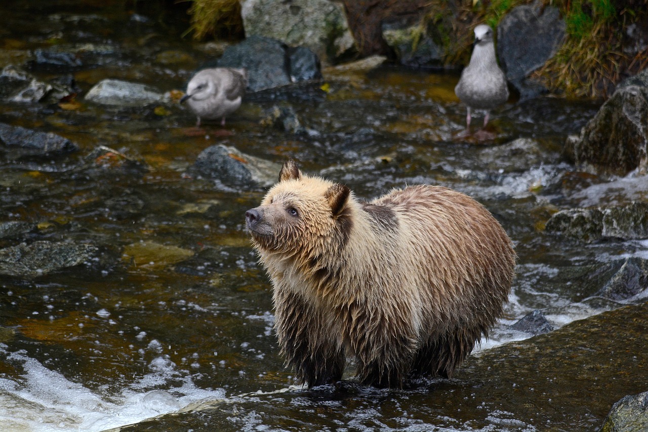 Animaux sauvages en randonnée : comment éviter les mauvaises rencontres