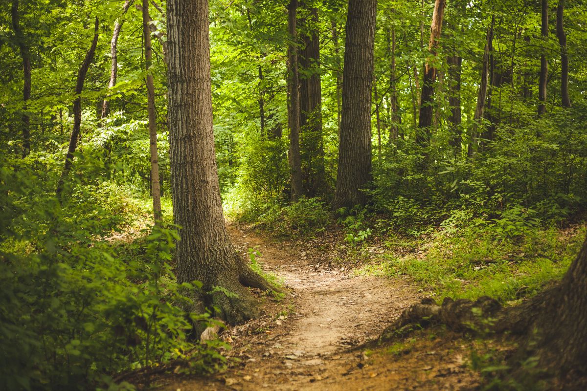 Chemin de Saint-Guilhem : avis, étapes et conseils pour ce trek de l’Aubrac à l’Hérault