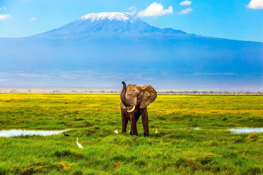Sommet enneigé du Kilimandjaro au-dessus de la savane en Tanzanie
