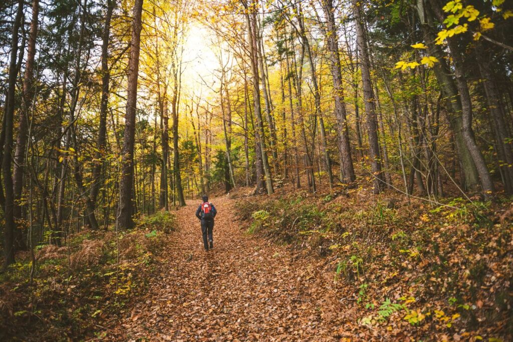 Jambes de randonneur en pantalon softshell et chaussures mi-hautes sur un chemin couvert de feuilles