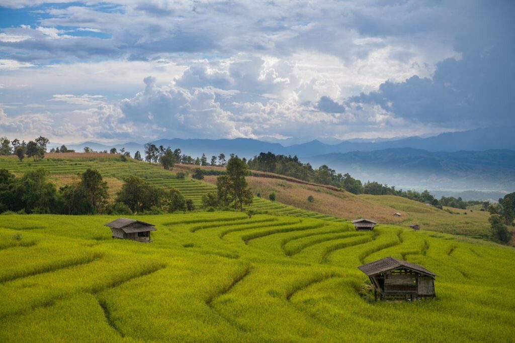 Sentier en forêt dans le parc national de Doi Suthep-Pui, au-dessus de Chiang Mai