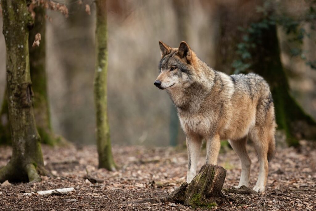 Loup gris dans une prairie d’altitude, Parc national du Mercantour