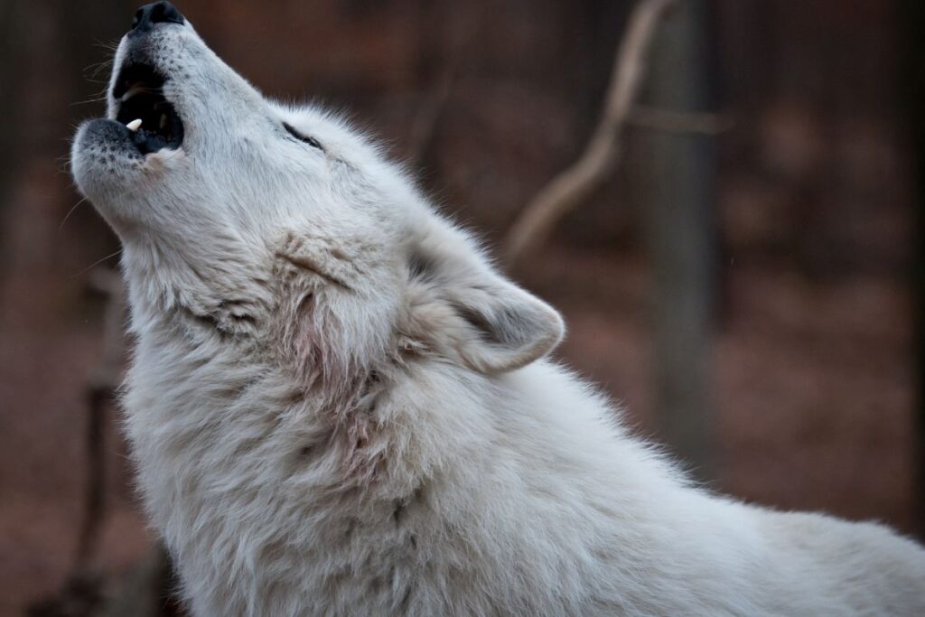 Loup dans une forêt de pins sur les hauts-plateaux du Vercors