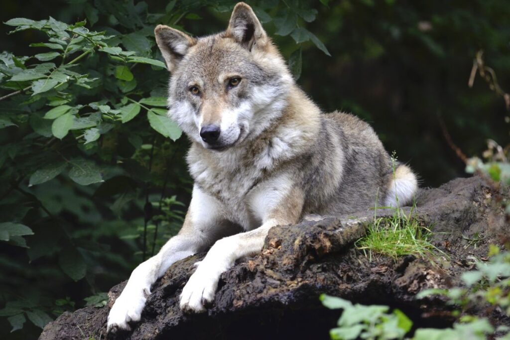 Loup couché dans une lande granitique du mont Lozère, Cévennes