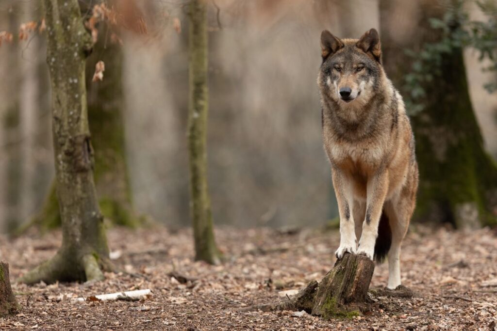 Loup dans une forêt d’épicéas enneigée du massif du Jura