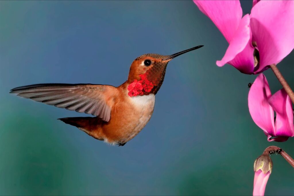 Petit passereau posé sur une branche en fleurs au printemps, observé lors d’une randonnée