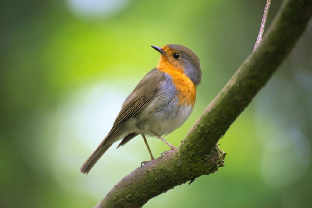 Oiseaux observés près d’un étang lors d’une randonnée de printemps en France