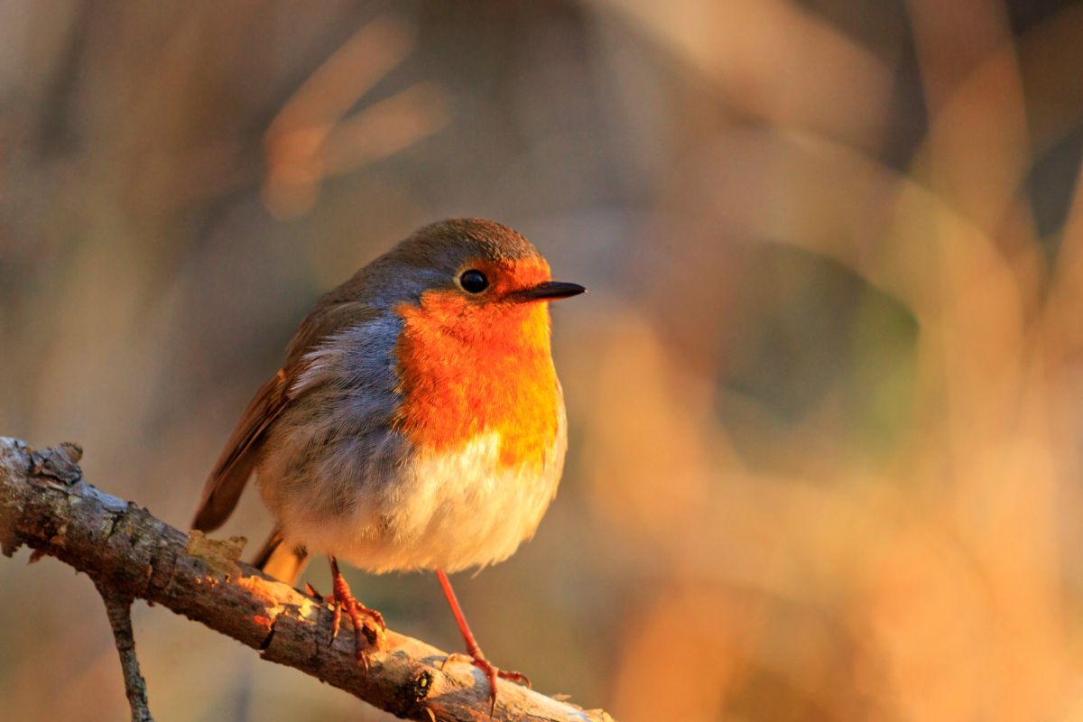 Observer les oiseaux en randonnée en avril : 10 espèces faciles et où les voir