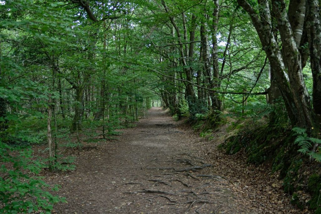 Sous-bois moussu et étang dans la forêt de Brocéliande, en Bretagne