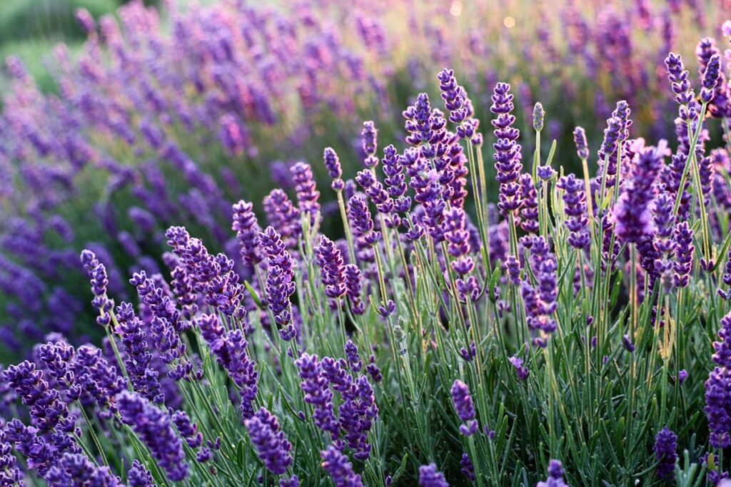 Rangs de lavande en fleurs sur le plateau de Valensole, en Provence