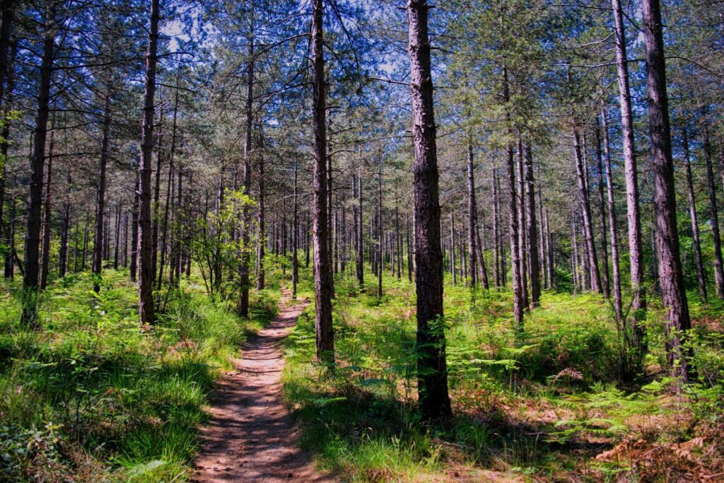 Randonneurs sur un sentier forestier au printemps en Île-de-France, près de Paris