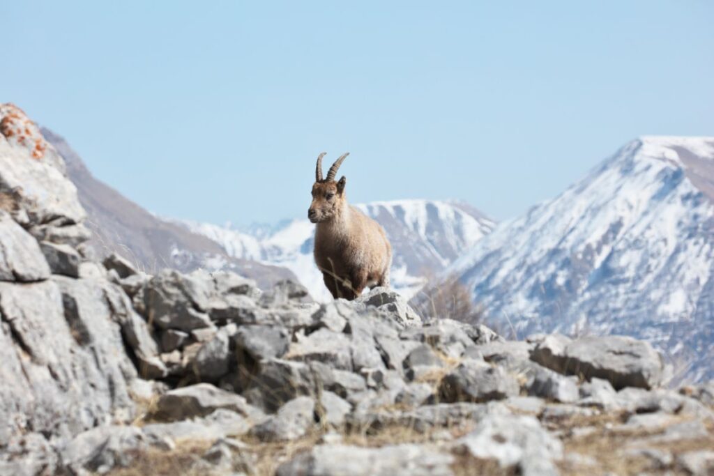 Bouquetin des Alpes sur une crête rocheuse de la vallée de l’Ubaye
