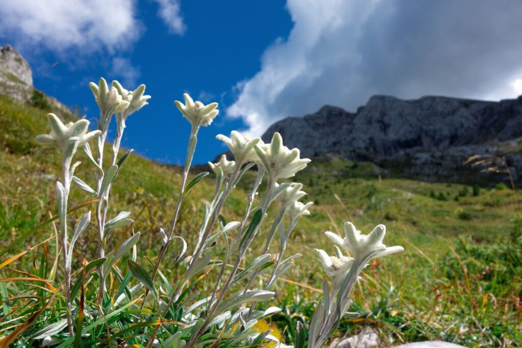 Fleurs d’edelweiss sur une pelouse d’altitude, flore protégée de la réserve de la Grande Sassière
