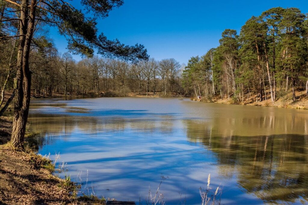 Sous-bois de la forêt de Rambouillet au petit matin, Yvelines