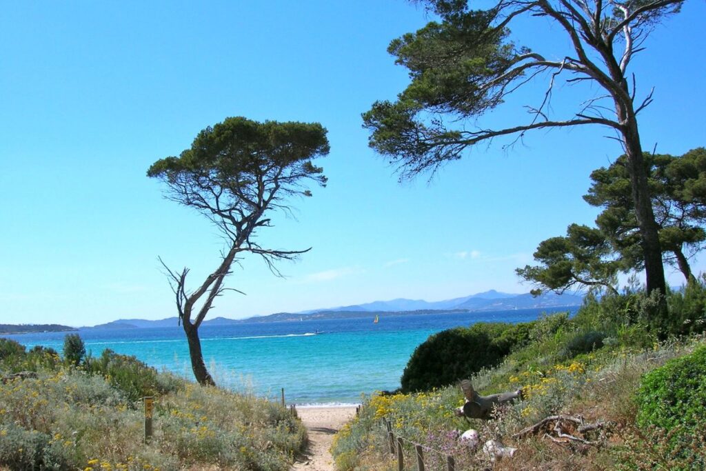 Porquerolles, chemin entre pinède et vignes avec vue sur la mer