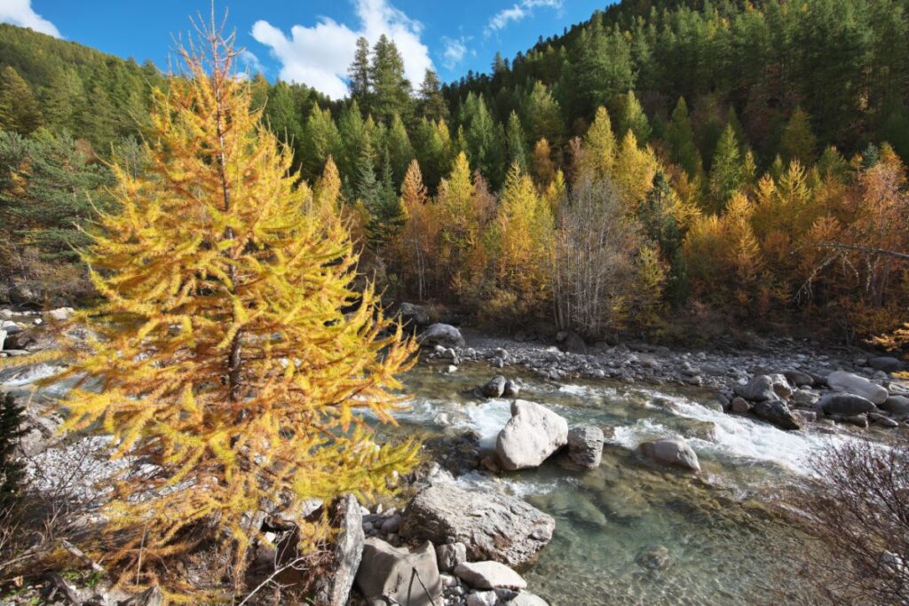 Forêt de mélèzes aux couleurs dorées de l’automne dans la vallée de l’Ubaye