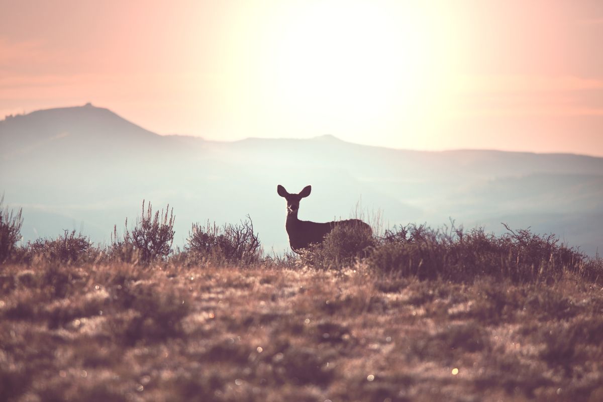 Observer cerfs et chevreuils au lever du soleil : 5 randonnées en France
