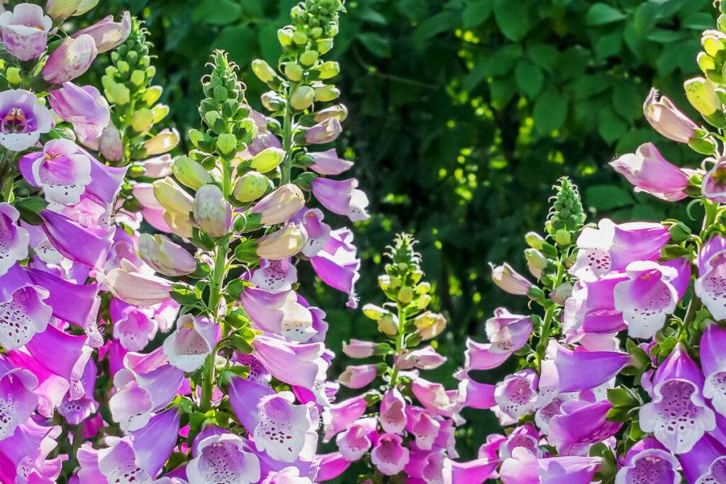 Hampes florales de digitale pourprée aux fleurs roses en clochettes dans une clairière