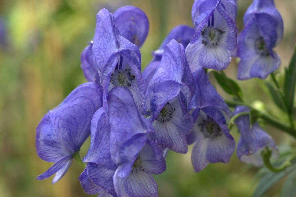 Fleurs bleu-violet en forme de casque de l’aconit napel dans une prairie de montagne