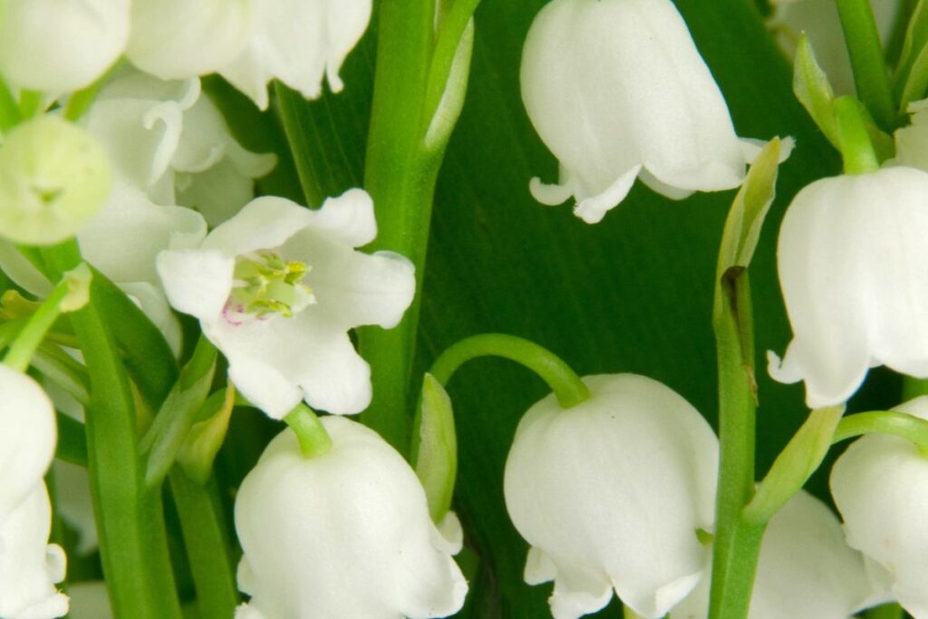 Clochettes blanches de muguet entre deux larges feuilles vertes en sous-bois