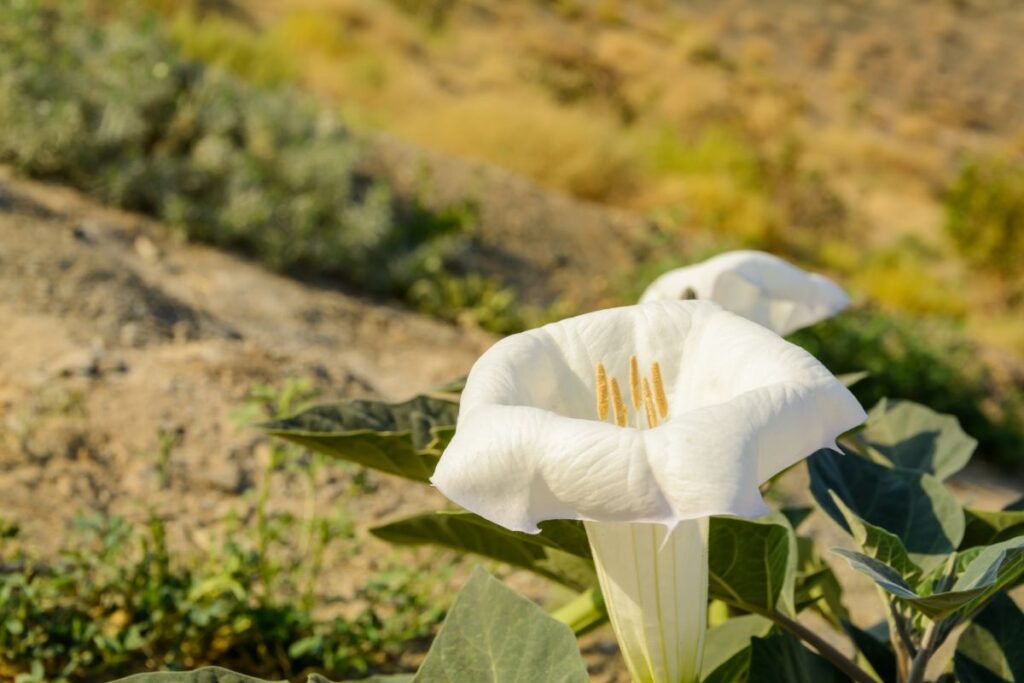 Fleur blanche en trompette et fruit épineux du datura stramoine au bord d’un chemin