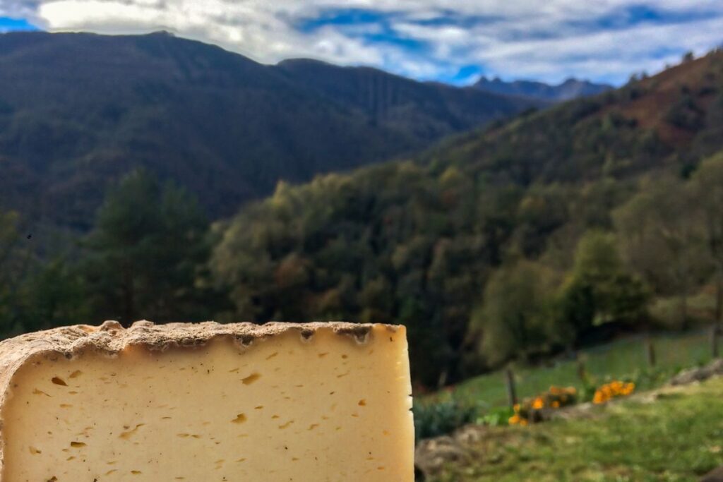 Meules de tome affinées dans une cave de fromagerie de montagne en Savoie