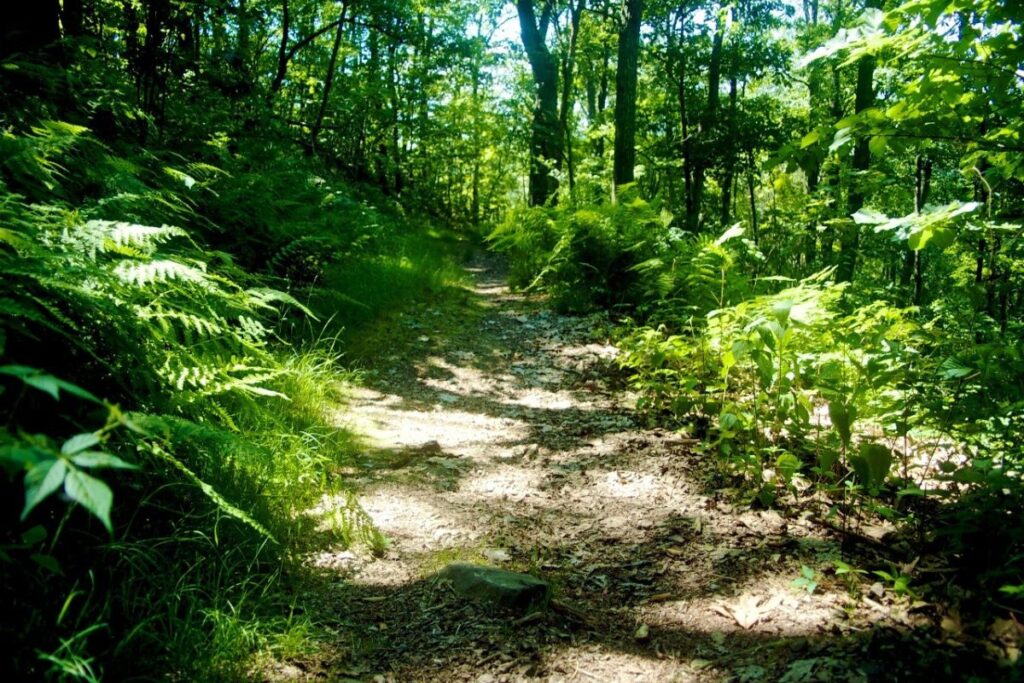 Grande allée forestière rectiligne en forêt de Saint-Germain-en-Laye, Yvelines