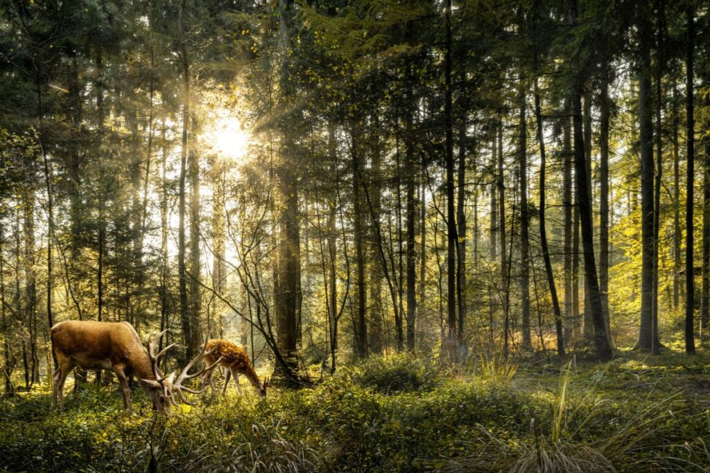 Cerf dans les prairies du plateau d’Ambel, Vercors drômois