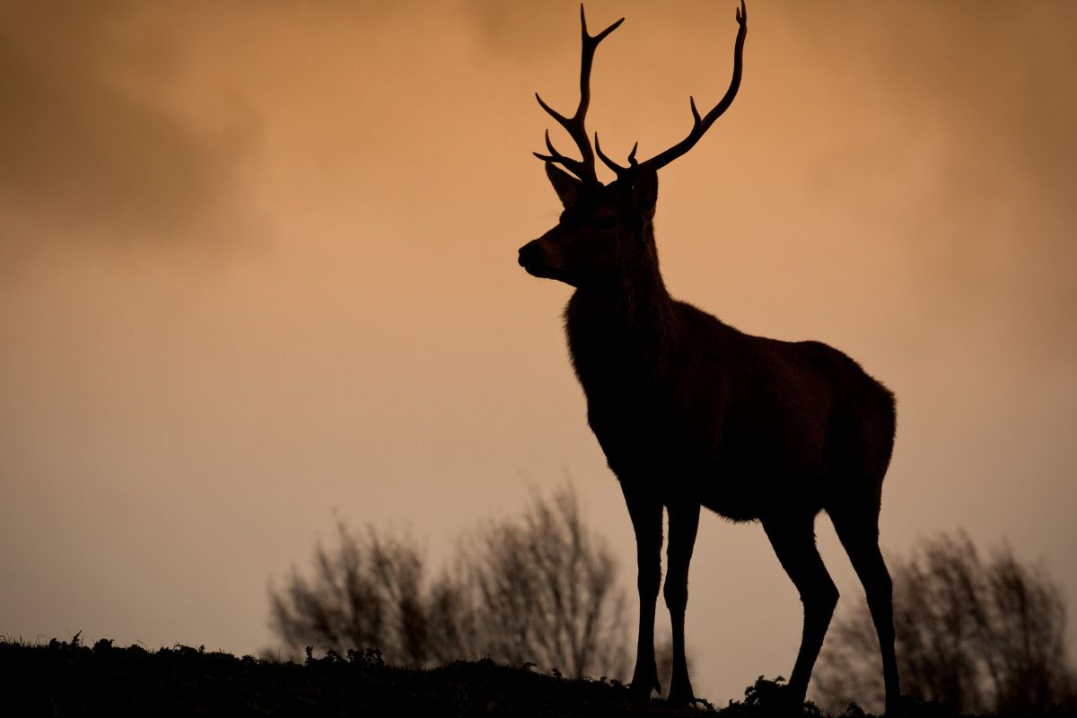 Plateau d’Ambel (Vercors) : randonnée pour observer les cerfs en liberté