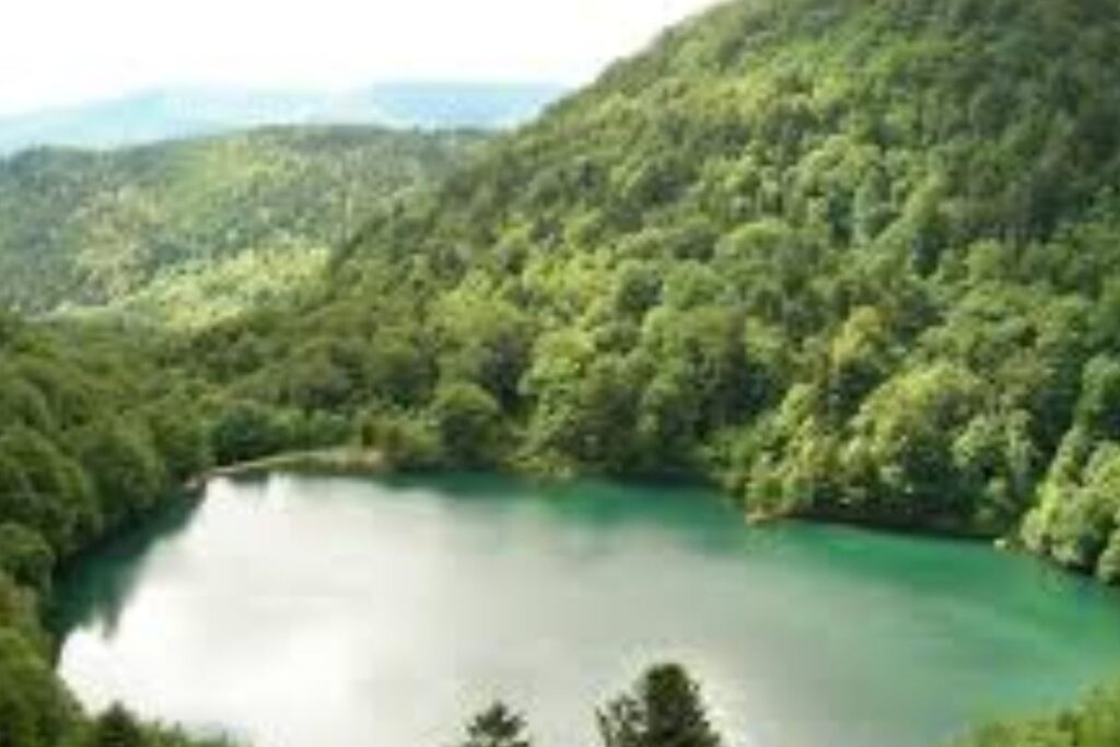 Forêt de hêtres et de sapins ombrageant les rives du lac des Perches