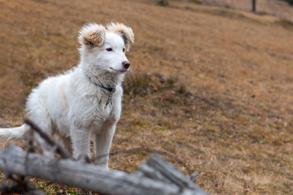 Patou en randonnée : les 5 bons gestes face à un chien de protection