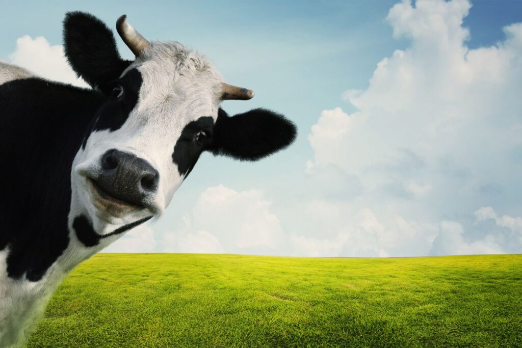Troupeau de vaches pâturant en estive près d’un sentier de randonnée dans les Pyrénées
