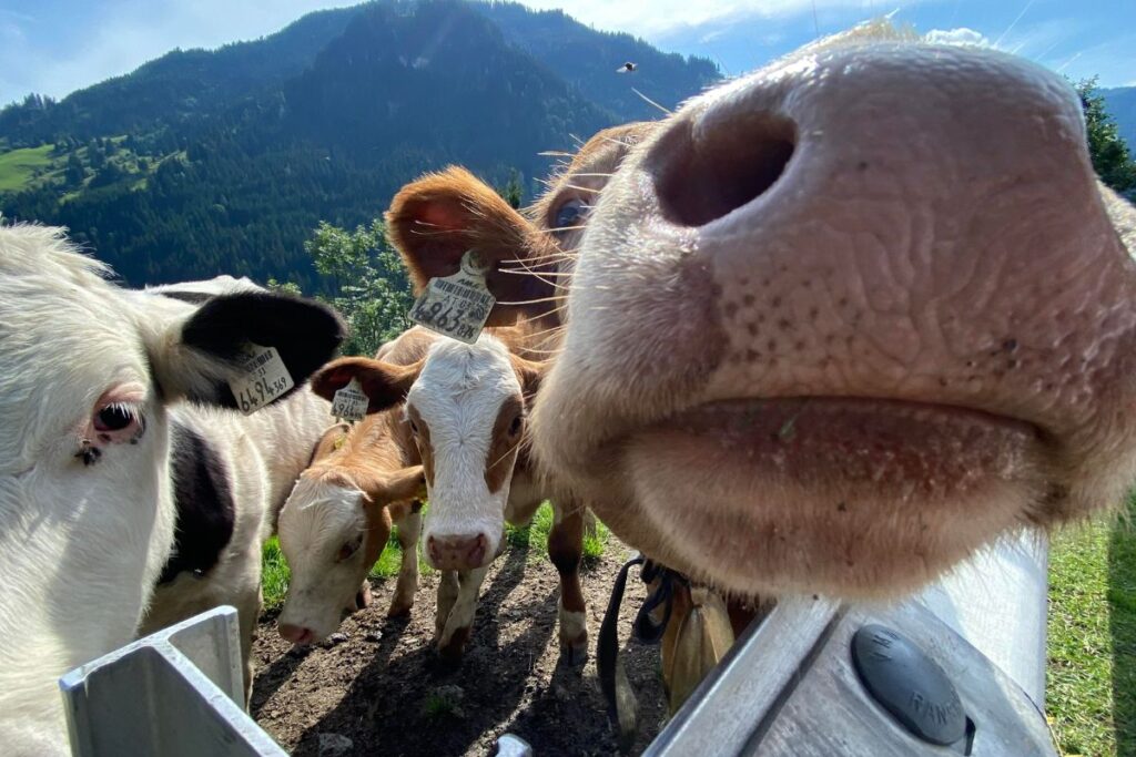 Randonneur tenant son chien en laisse à distance d’un troupeau de vaches en montagne