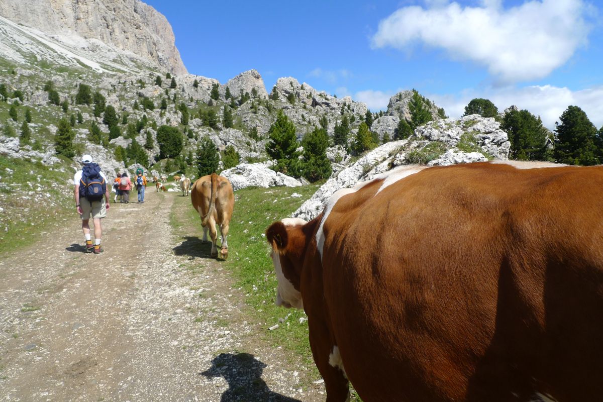 Randonneur encorné près de Porté-Puymorens : comment passer près d’un troupeau de vaches