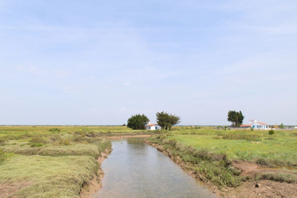 Sous-bois de chênes pubescents et clairière calcaire à Aussac-Vadalle, en Charente