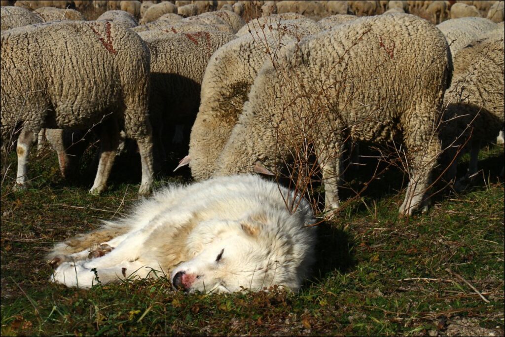 Randonneurs contournant à distance un troupeau de moutons gardé en montagne
