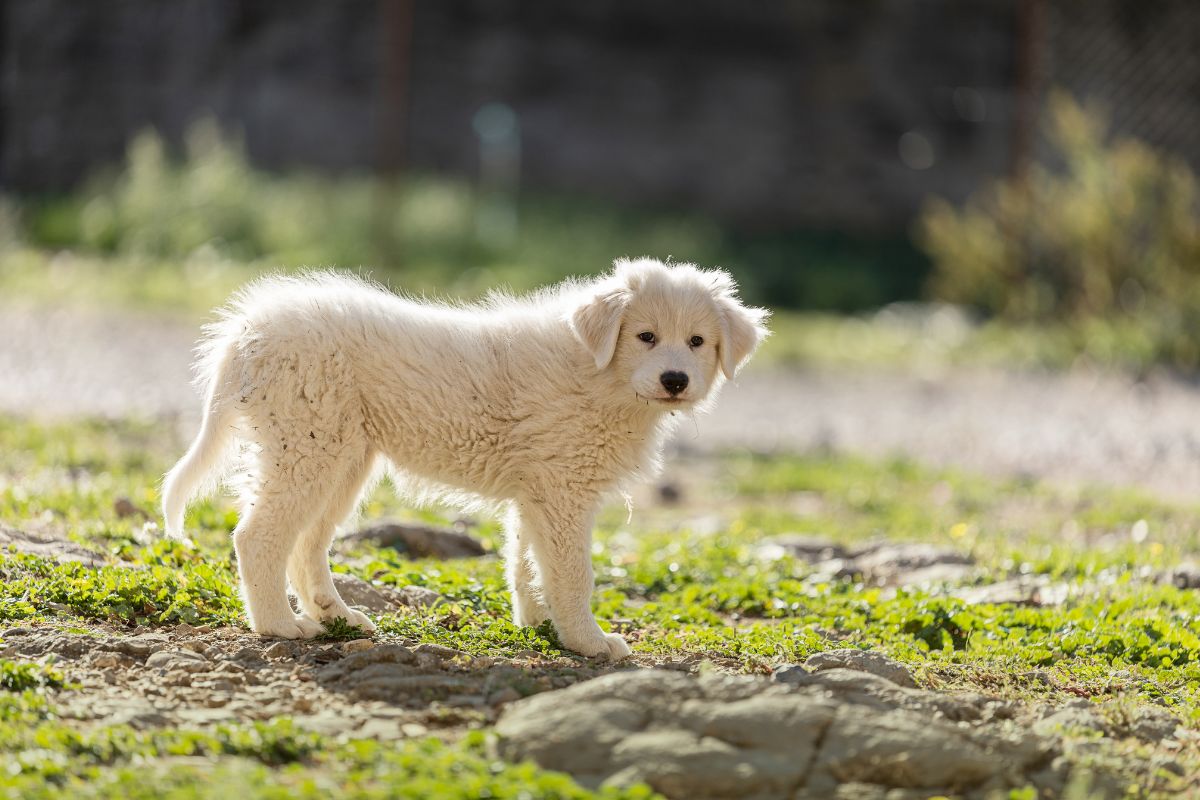 Patous en montagne : une application collaborative pour repérer les chiens de protection