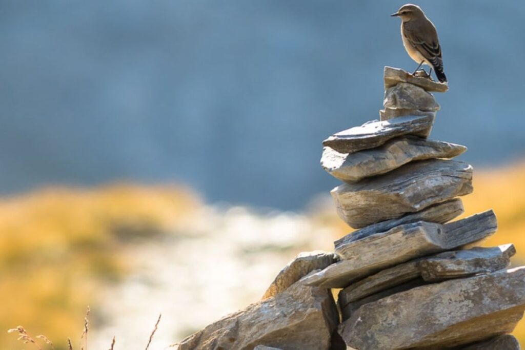 Nombreux cairns décoratifs alignés au bord d’un sentier de randonnée