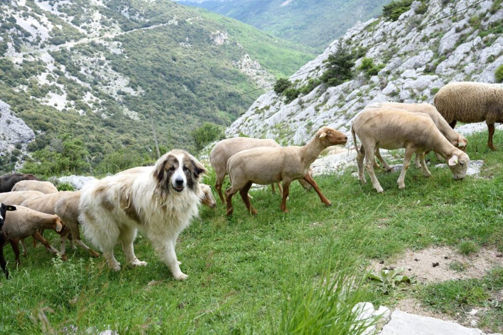 Chien de protection blanc de type patou surveillant un troupeau de moutons en alpage