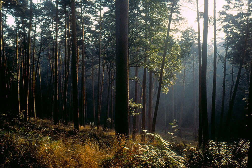 Blocs de granite couverts de mousse dans une forêt des Vosges, près de Barbey-Seroux