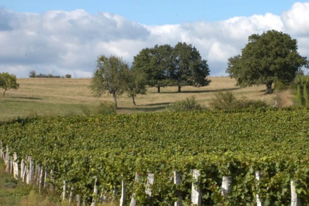 Alpages et forêt de mélèzes au-dessus de la vallée de la Clarée