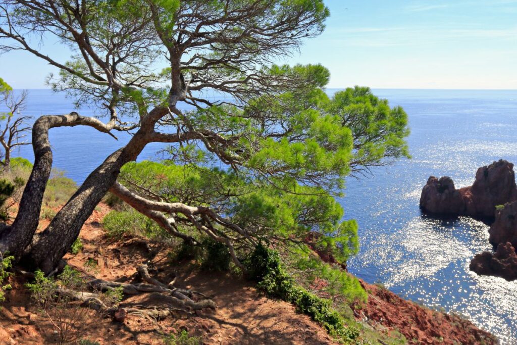 Falaises et pinède de la presqu’île de Giens avec vue sur les îles d’Hyères