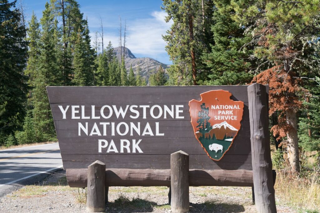 Route traversant une vallée boisée de Yellowstone avec des bisons au bord de la chaussée