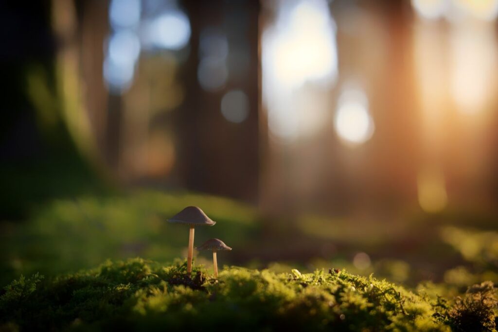 Champignons poussant sur un tapis de mousse dans un sous-bois en automne