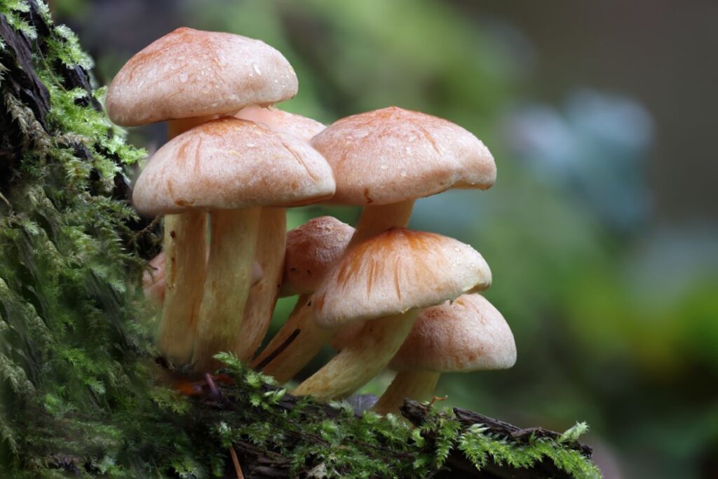 Cueilleur coupant un champignon au couteau en forêt domaniale