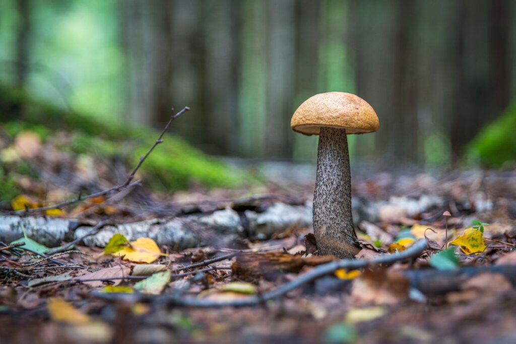 Sentier forestier bordé d’arbres en automne, propice à la cueillette des champignons