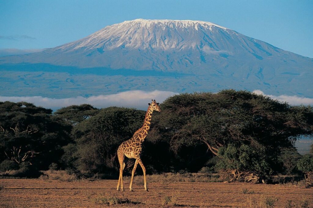 Vue du Kilimandjaro et de son sommet enneigé au-dessus de la savane tanzanienne